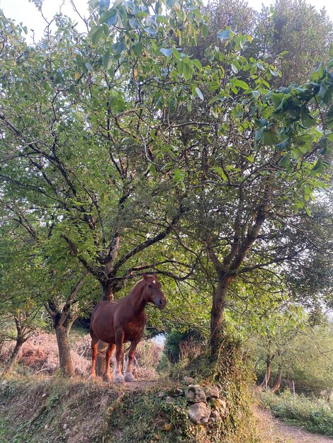 Caballo en libertad en un prado del norte de España. Caballo libre al atardecer.