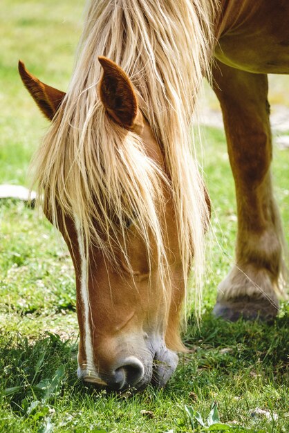 Caballo libre en los Pirineos comiendo hierba