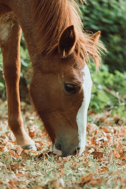 Caballo lindo comiendo hierba durante el otoño