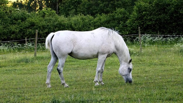 Foto caballo de lipizzan