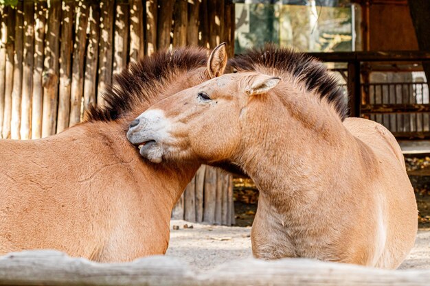 Caballo de macro hermoso Przewalski abrazando