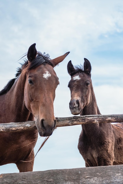 Caballo de mamá y potro bebé