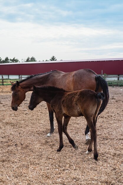 Caballo de mamá y potro bebé