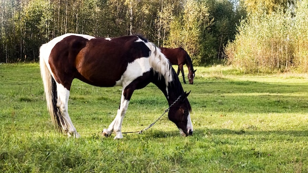 El caballo manchado pasta en un prado verde