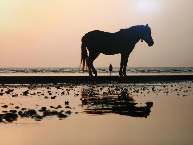 Foto caballo en el mar