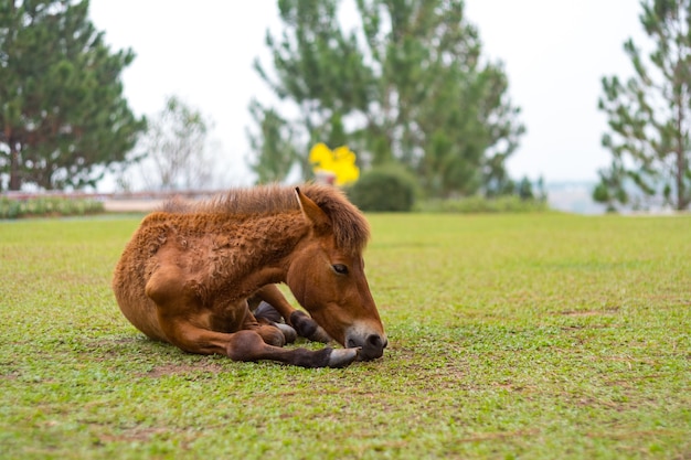 Caballo marrón, acostado, en el campo