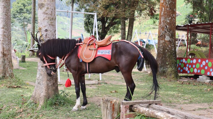 un caballo marrón y un asiento de conductor en el cuerpo de los caballos en el área turística