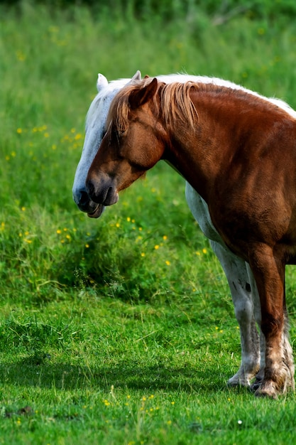 Caballo marrón y blanco pasta en la pradera