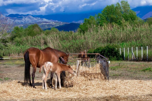 Caballo marrón con caballos pastando en el prado Una madre caballo con su bebé en Calabria, sur de Italia