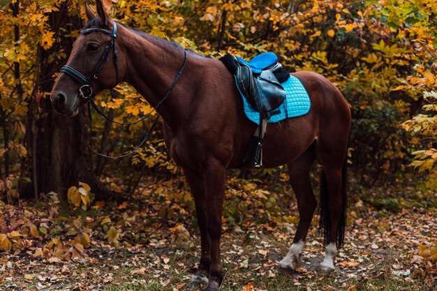 Un caballo marrón camina en el bosque de otoño.