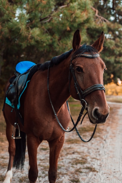 Un caballo marrón camina en el bosque de otoño.