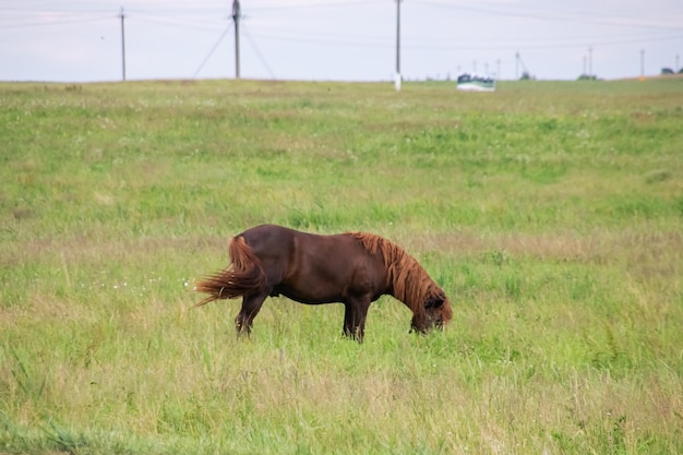 Caballo marrón en el campo de verano de cerca