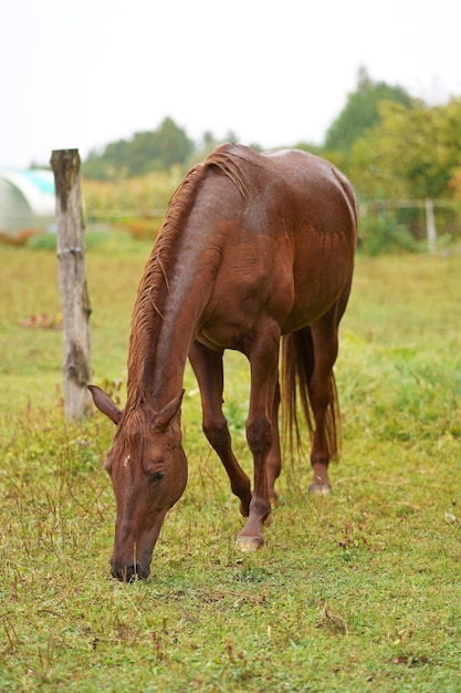 Caballo marrón cerca de la casa caballo marrón de pie cerca de la valla en el prado verde granja de caballos rústica