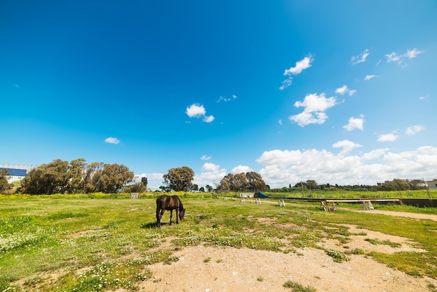 Caballo marrón bajo un cielo azul en primavera