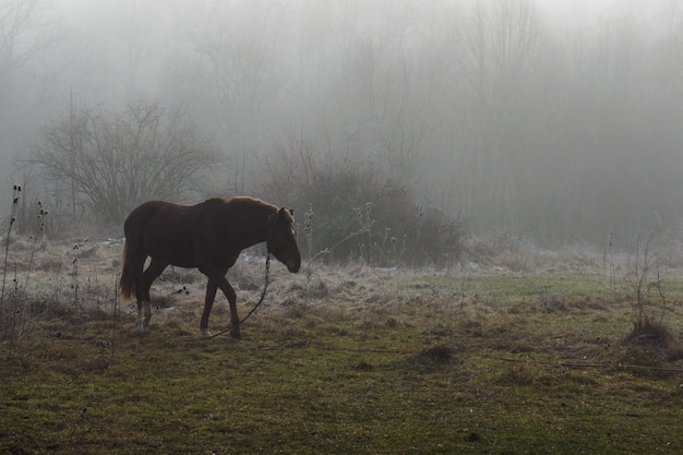 Caballo marrón en un claro en la niebla. Escarcha y niebla sobre hierba y árboles