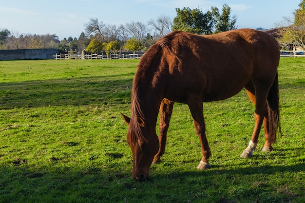 Caballo marrón comiendo hierba en una granja al atardecer