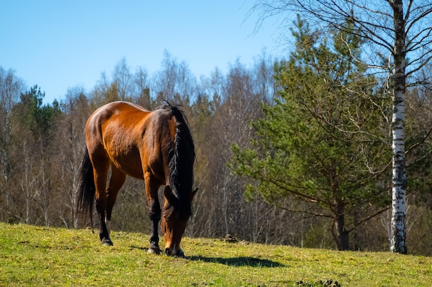 Caballo marrón comiendo hierba en la tierra de cultivo en un día soleado.