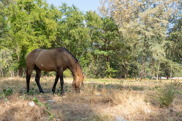 Caballo marrón comiendo hierba