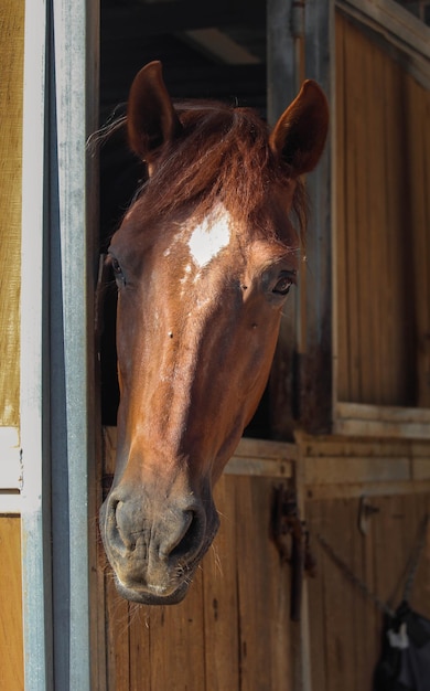 Foto caballo marron dentro del establo de una hipica