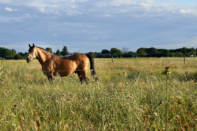 Caballo marron en el campo