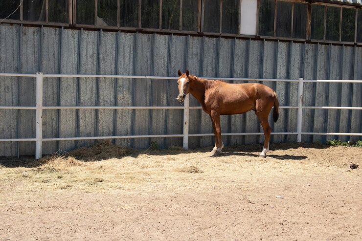 Foto caballo marrón en el espacio de copia estable