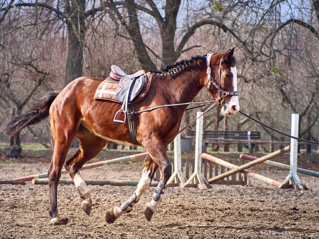 Caballo marrón se está ejecutando en un prado.