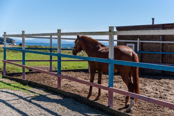 Foto un caballo marrón está de pie en un establo