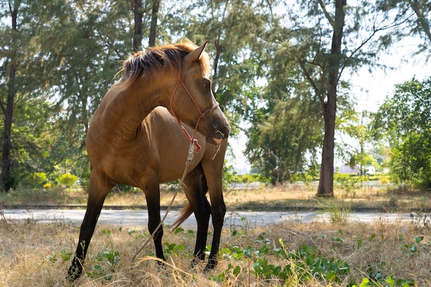 Caballo marrón estable sobre hierba seca