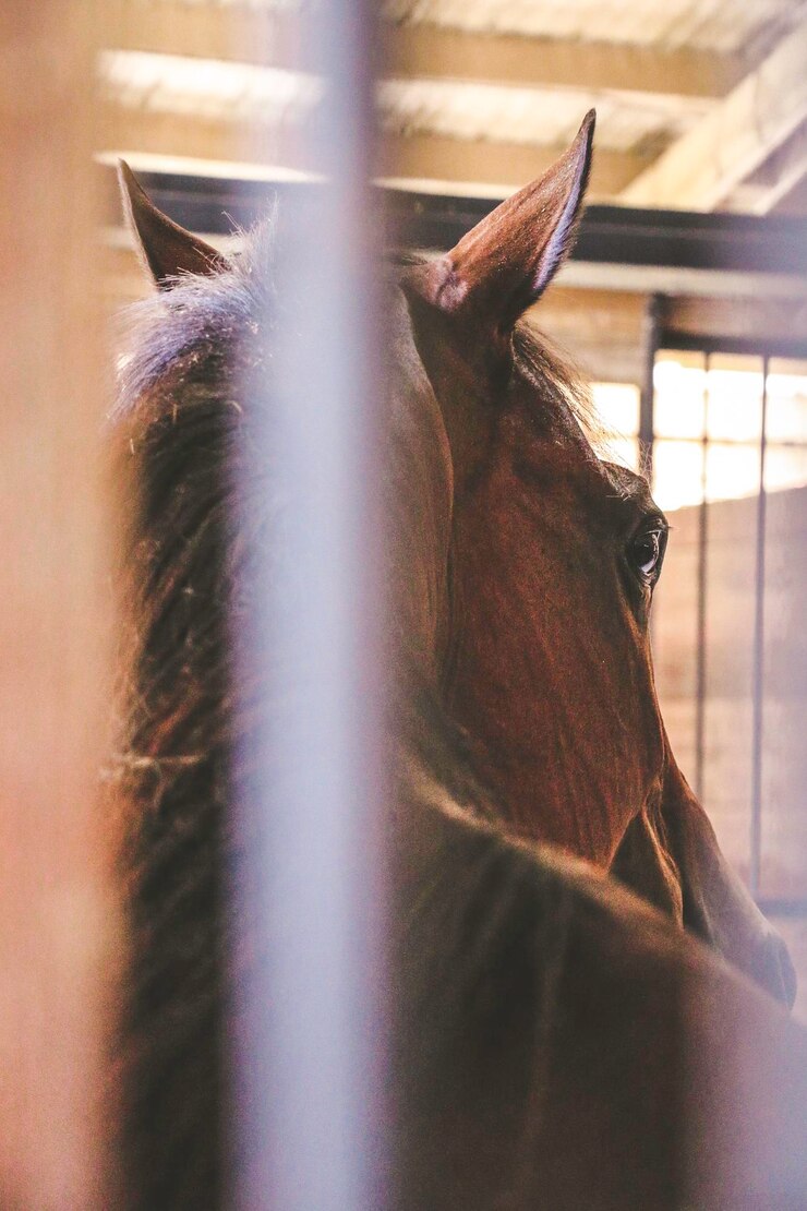 Foto caballo marrón en el establo