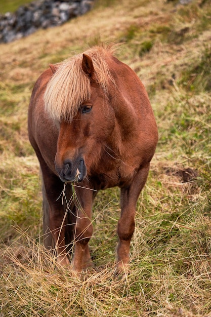 Caballo marrón en estado salvaje en las islas feroe