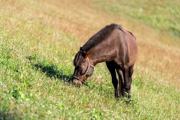 Un caballo marrón y flaco está de pie en un campo con hierba verde.