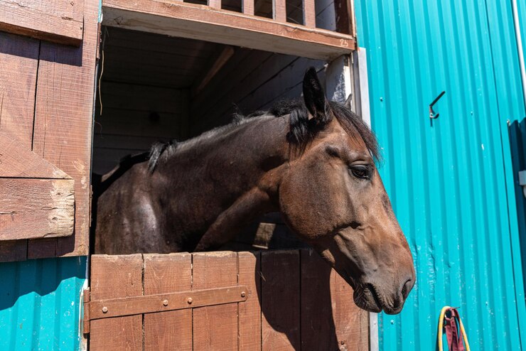 Foto caballo marrón en una granja de cobertizo caballo domesticado