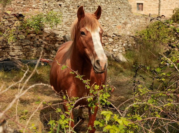 Foto caballo marrón en una granja