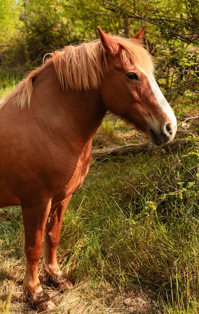 Foto caballo marrón en una granja