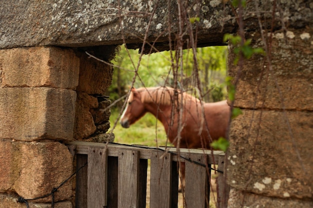 caballo marrón en una granja