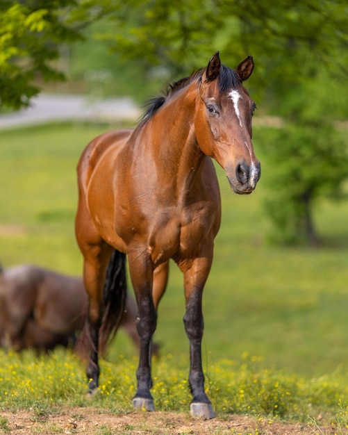 Caballo marrón en la granja