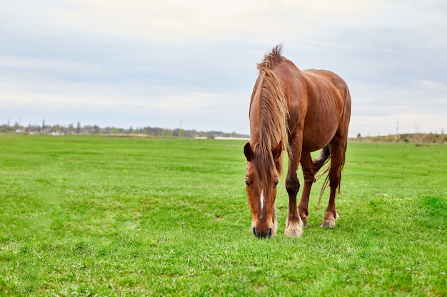 Un caballo marrón con una melena bronceada peluda de pie en un campo de hierba vacío