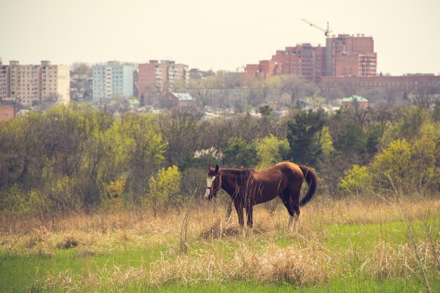 Un caballo marrón con una melena ligera pasta con una correa en la estepa contra el fondo de la ciudad