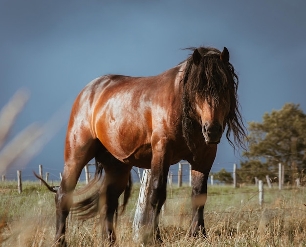 caballo marrón mirando en posición defensiva