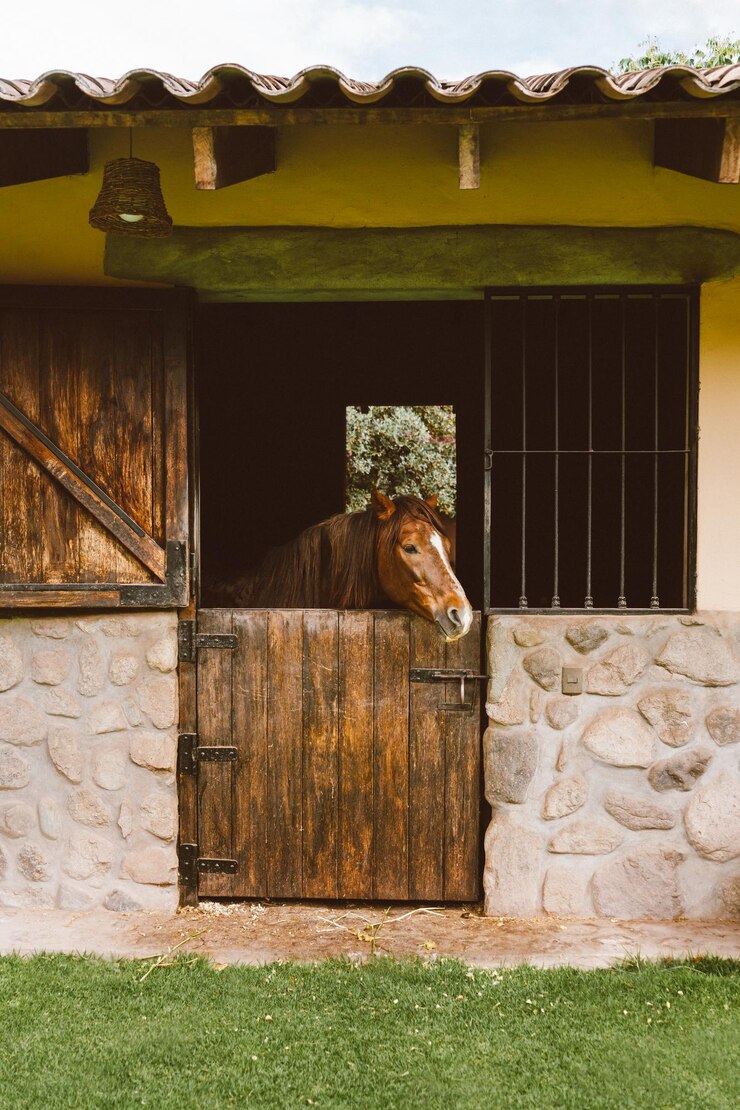 Foto caballo marrón mirando desde el puesto de la ventana