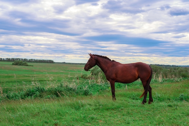 Un caballo marrón oscuro se encuentra en un prado verde