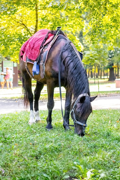 Un caballo marrón oscuro de pura sangre está pastando en el parque en la hierba