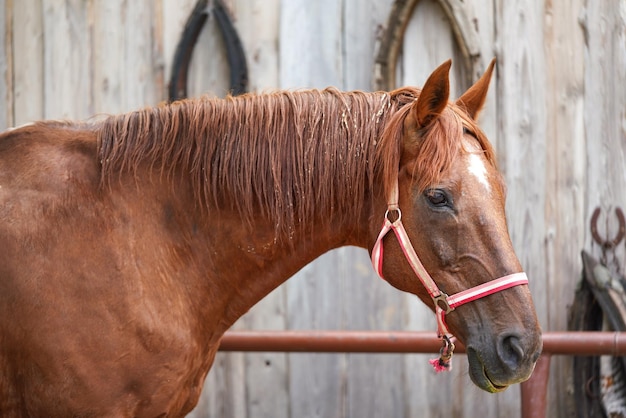 Caballo marrón parado en la pared de los establos de madera, detalle en la cabeza, pelo cubierto de barro