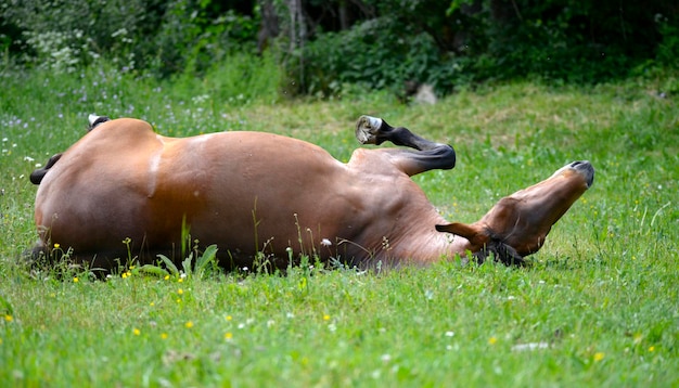 Caballo marrón pasta en un campo en el verano.