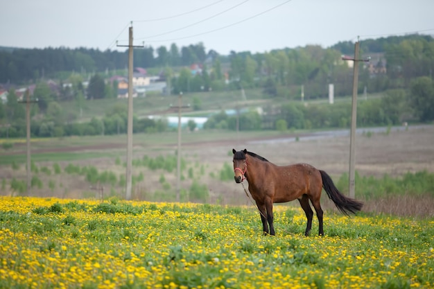 Caballo marrón pastando en un campo de flores. un día brillante y soleado.