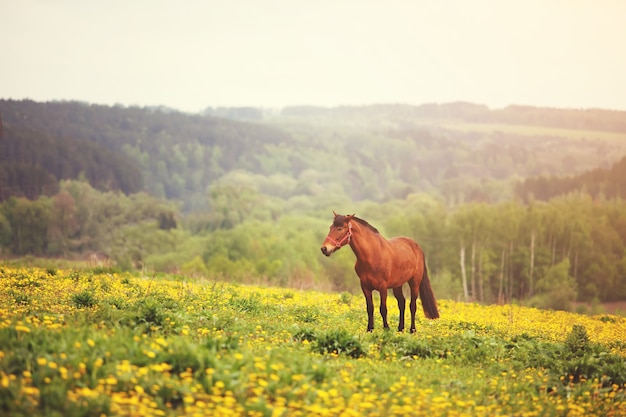 Caballo marrón pastando en un campo de flores. un día brillante y soleado.