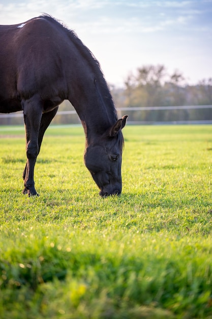 Caballo marrón pastando en un exuberante pasto verde en un día soleado