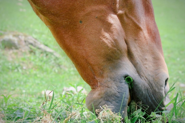 Foto caballo marrón pastando en un pasto