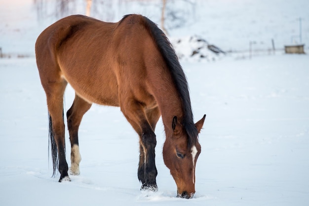 Caballo marrón en un pasto en invierno frío día de invierno