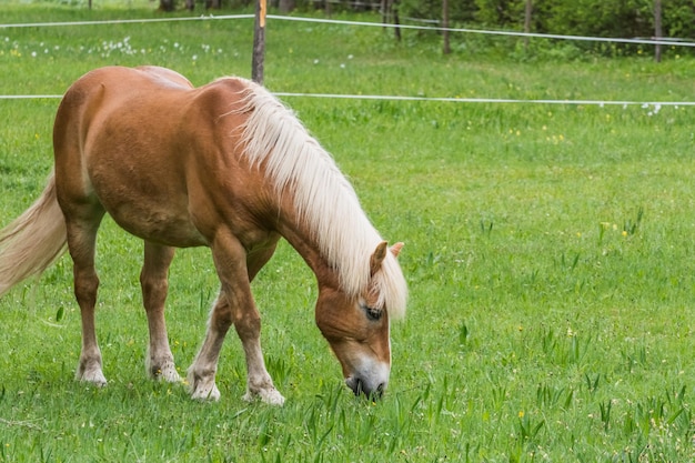 Caballo marrón con pelo rubio come hierba en las montañas